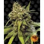 Utopia Haze Feminised